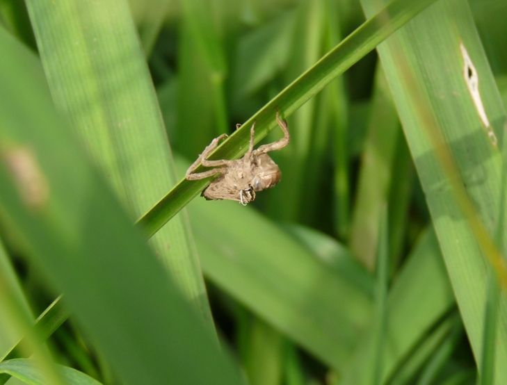 maschio immaturo di Libellula fulva